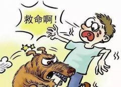 如遇惡犬咬人該怎么辦？這些知識也許能救命！