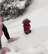 當南方狗到了北方后...笑瘋了！