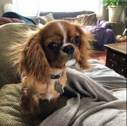 狗狗冬季毛發打結，如何正確洗澡！