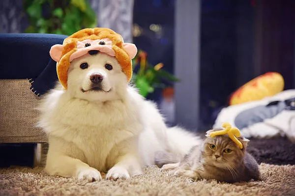 過年啦，家里的貓貓狗狗你是怎么安排的呢？快來看看