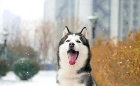 狗狗愛叫怎么辦？這六招，教給你