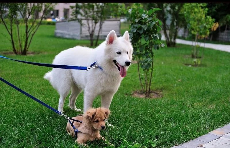 為什么有的狗狗喜歡挖坑？