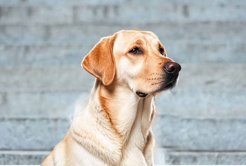 拉布拉多犬好養(yǎng)嗎？看完它的優(yōu)缺點你就知道了